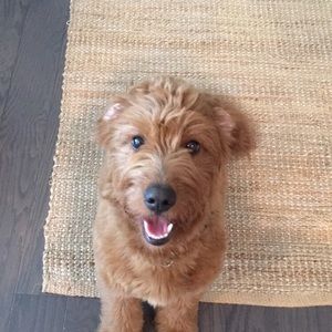 Meet your Posher, Mackenzie